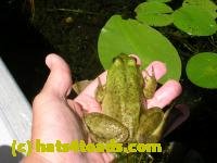 /home//u458753944/public_html/sourcegallery/////////////////////Frogs/More bullfrogs/DSCN5476.JPG